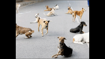 Dog attacks no stray incidents, 15,761 Bengalureans bit in a year
