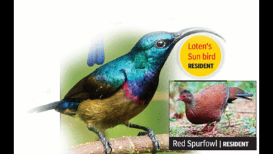 Karnala bird sanctuary is fast losing its feathered friends