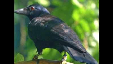 Guj hospital fixes crow's broken beak with surgery