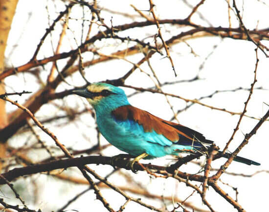 Cotigao Wildlife Sanctuary
