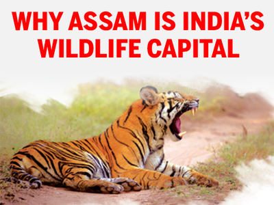 Why Assam Is India's wildlife capital