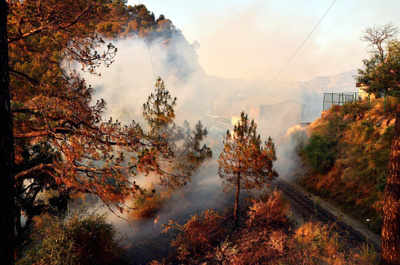 Fire destroys several hectares of forests in Uttar Pradesh