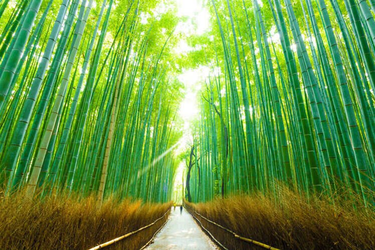 Bamboo Grove in Arashiyama, Kyoto