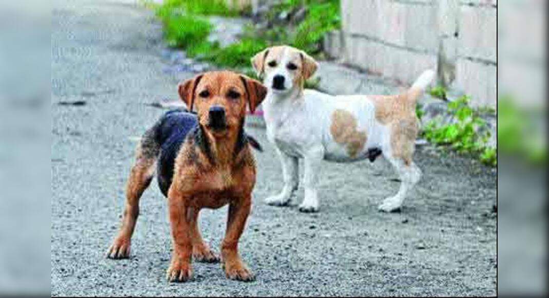 Stray Dog Bites Five In Sec 26 Caned To Death Noida News Times Of