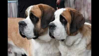 After ban on import, it's a dog's life for foreign breeds
