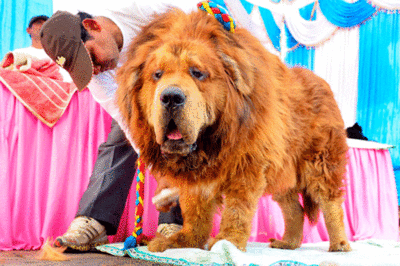 After ban on import, it's a dog's life for foreign breeds