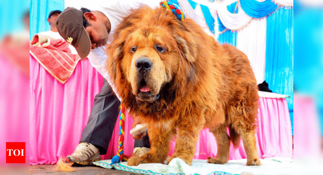 After Ban On Import It S A Dog S Life For Foreign Breeds India News Times Of India