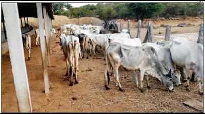 Drought sparks distress sale of cattle