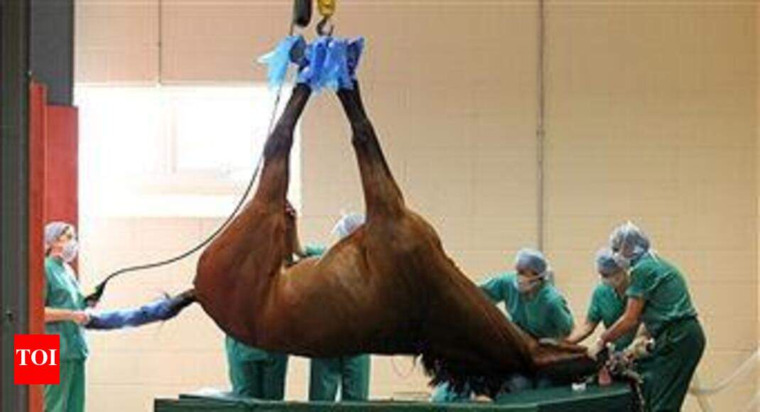 World Veterinary Day celebrated at KCVAS Amritsar News Times of India