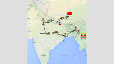Madhya Pradesh curbs pangolin smuggling to China with 82 arrests from 9 states