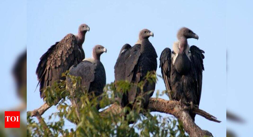 Loss of vultures damaging for humans, ecosystem study Times of India