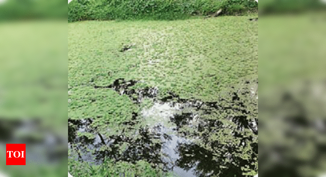 Dead fish choke lake in Botanic Garden | Kolkata News - Times of India