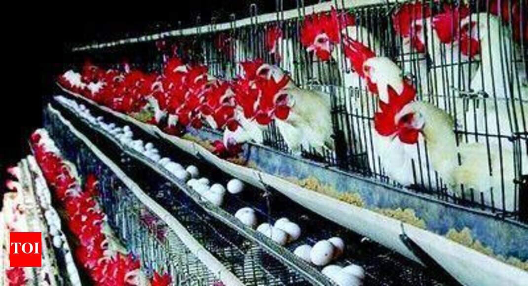 Death of birds in Bidar sparks bird flu scare in Karnataka ...