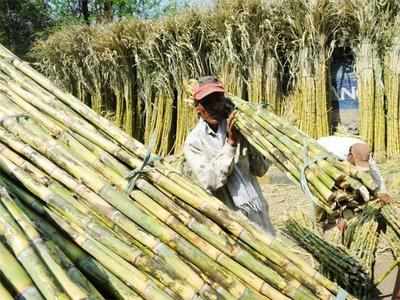 ICAR looks at GM sugarcane option to ease water woes
