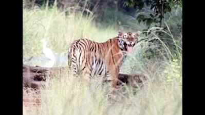 Young tiger hit by speeding truck, found dead near Rajaji