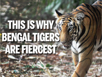 Why Royal Bengal Tigers are fiercest | India News - Times of India