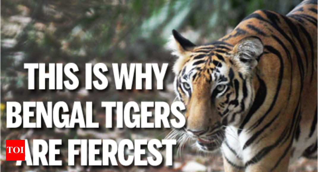 12 Facts You Must Know About The Royal Bengal Tiger