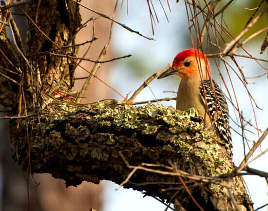 Popular birdwatching destinations in and around Delhi