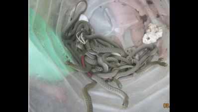 More than 150 snakes found in UP house