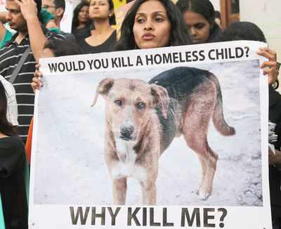 Supreme Court to fix harsh penalty for killing strays