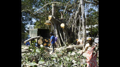 Telangana govt makes it easier to axe trees for biz