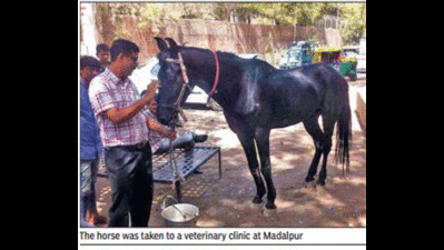 Horse torturer arrested after activist files plaint