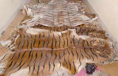 Tiger skin, bones seized in Doon, 4 poachers held