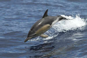 Swim with dolphins