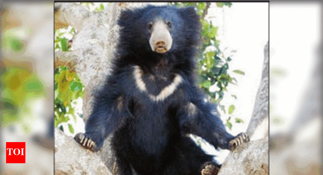 Karnataka's second sloth bear sanctuary to open its gates to visitors