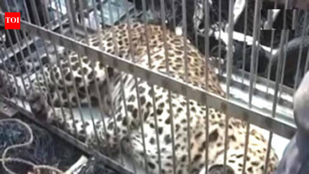 Uttarakhand: Leopard dies during rescue ops