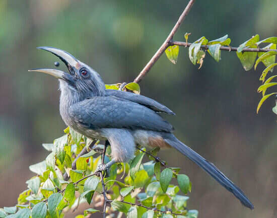 Bondla Wildlife Sanctuary