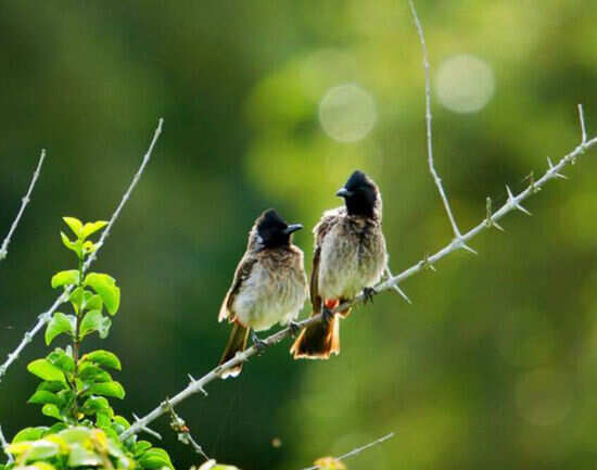 Dr. Salim Ali Bird Sanctuary