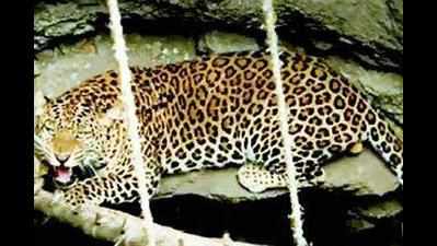 100 cameras installed for leopard and sloth bear census