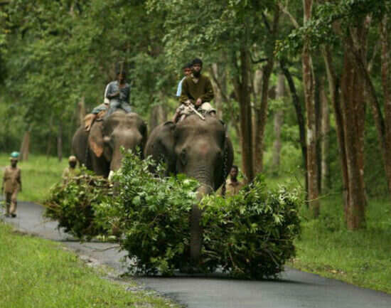 Nagarahole National Park