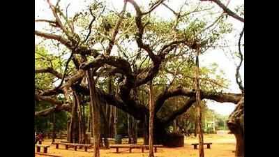 Tenth of tree per person in Ahmedabad