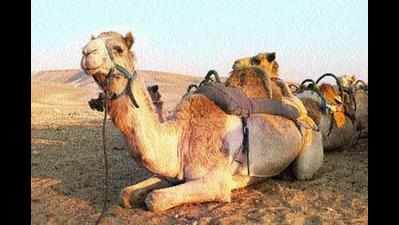 Tied in heat all day, angry camel severs owner’s head
