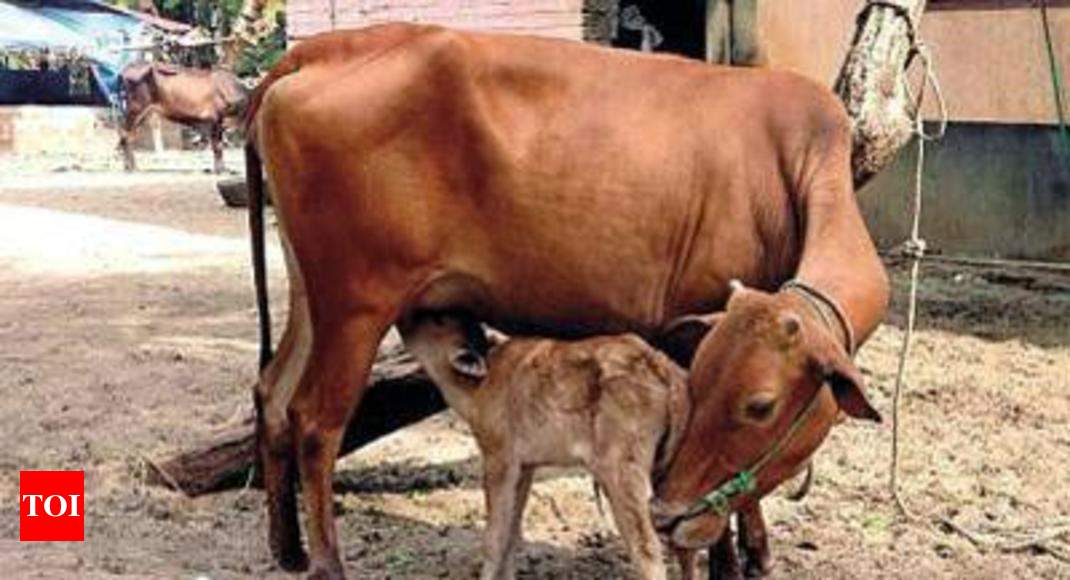 Government To Milk ‘desi Cows In Climate Fight India News Times Of