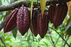 Opt for coffee and chocolate tour