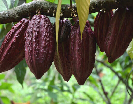 Opt for coffee and chocolate tour