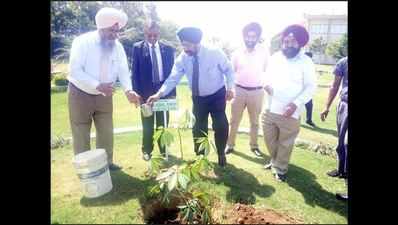 Plantation drive at Gulzar Group of Institutes