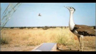 Windmills posing threat to Bustards in Jaisalmer