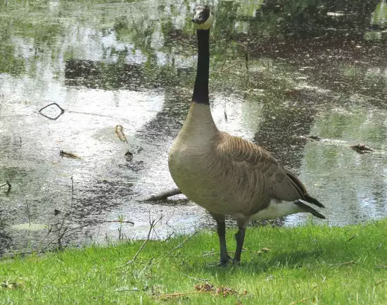 Canada goose winnipeg on sale zoo