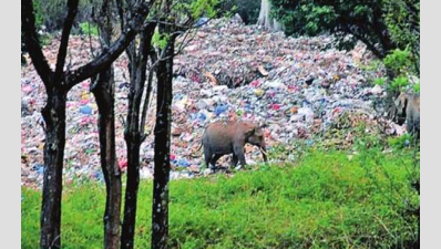 Gudalur turns Mt Garbage, poses huge threat to wildlife