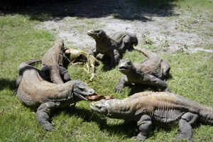 Sight a Komodo dragon