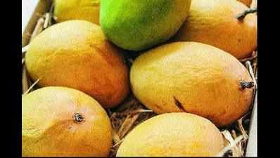 Alphonso worth Rs 80 lakh sold at mango festival in Nashik
