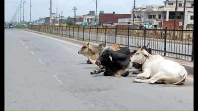 Agra: Stray animals to be taken out of city limits