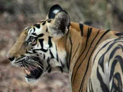 Arunachal tiger reserve bags biodiversity award