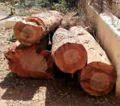 NGT bans trees felling for road construction in Uttarakhand