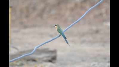 Blue-tailed bee-eaters make merry amid human hustling