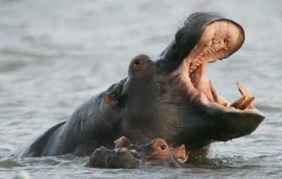 Killer hippos spread fear among fishermen in Senegal rivers